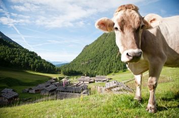 Herrliche Almen in Südtirol