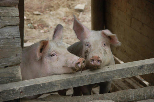 Auch liebe Schweine wohnen auf dem Bauernhof