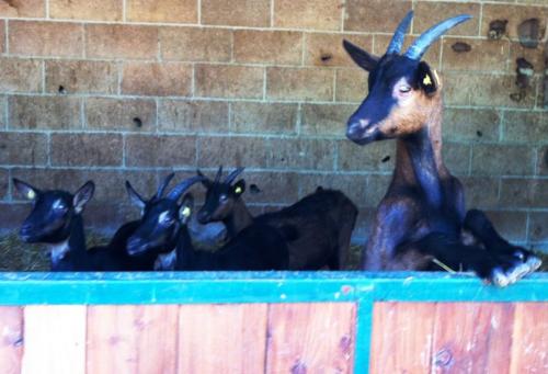 Auch liebe Tiere lieben auf unserem Bauernhof am Gardasee