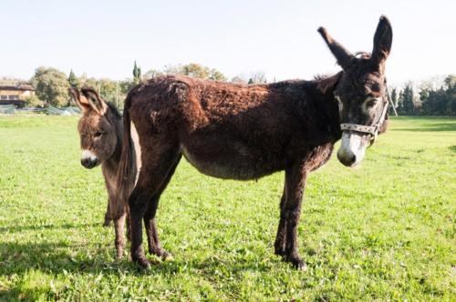 Kleine Esel auf dem Ferienhof