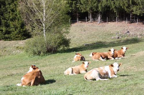 almhuette-steiermark-oesterreich-7