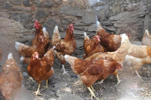Fleissige Hühner für die frischen Eier zum Frühstück