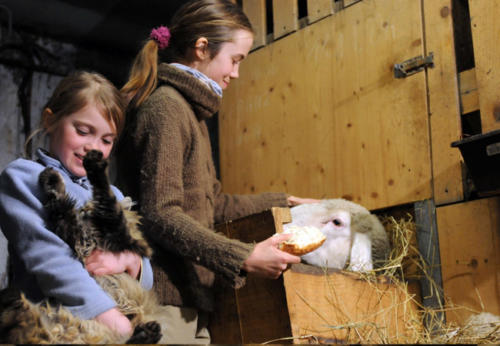 Streicheltiere auf dem Hof